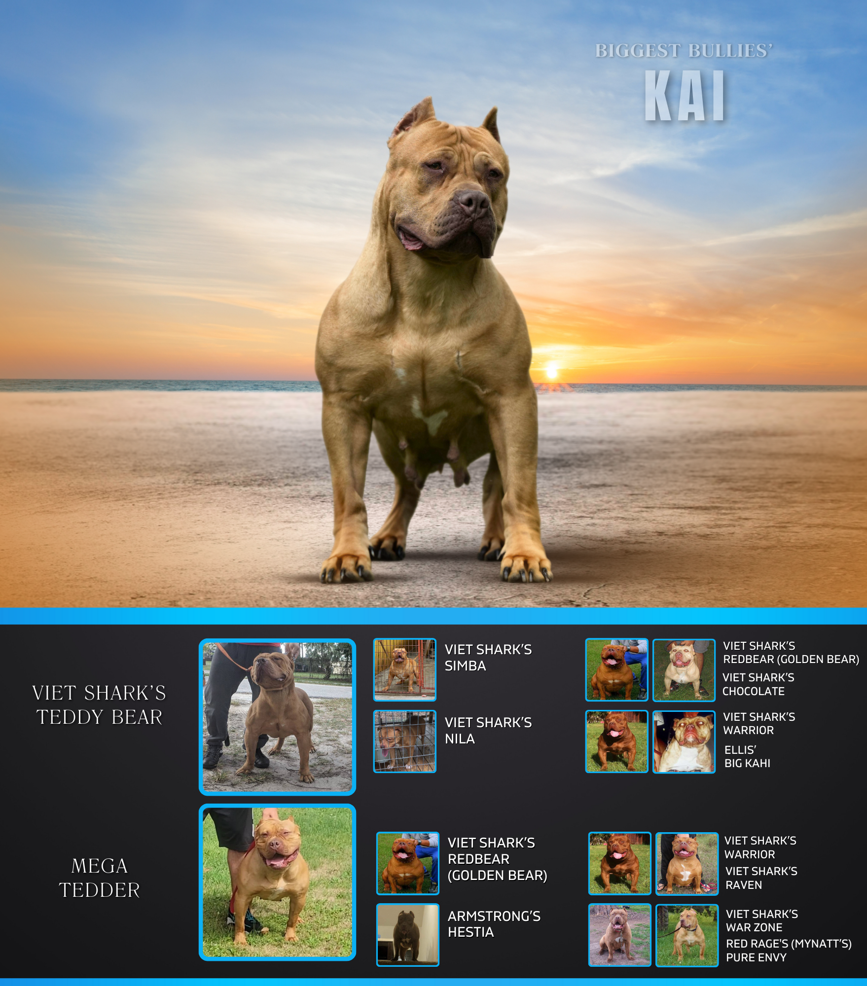 Copy of KBK Biggest Bullies Kai vietshark redlion bloodline warrior redbear ellis bloodline xl bullies
