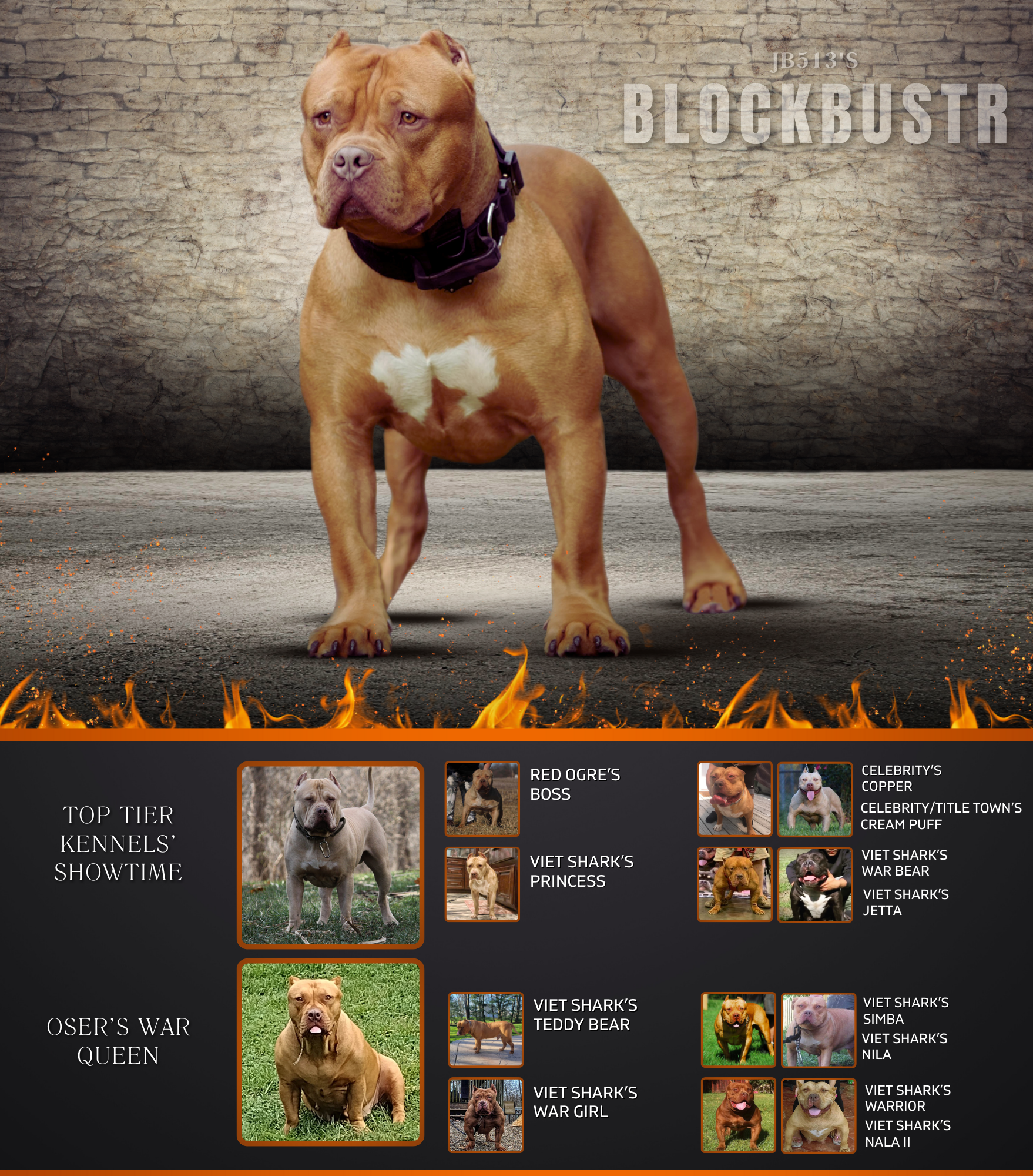 Jurassic Bullies 513 Block buster of Kingdom Bullies Red lion Viet shark bloodlines Redlion xl bullies