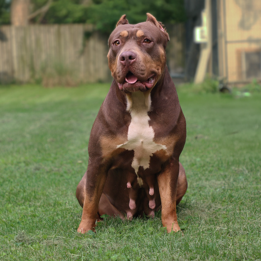 Read more about the article Topdog’s Rehab