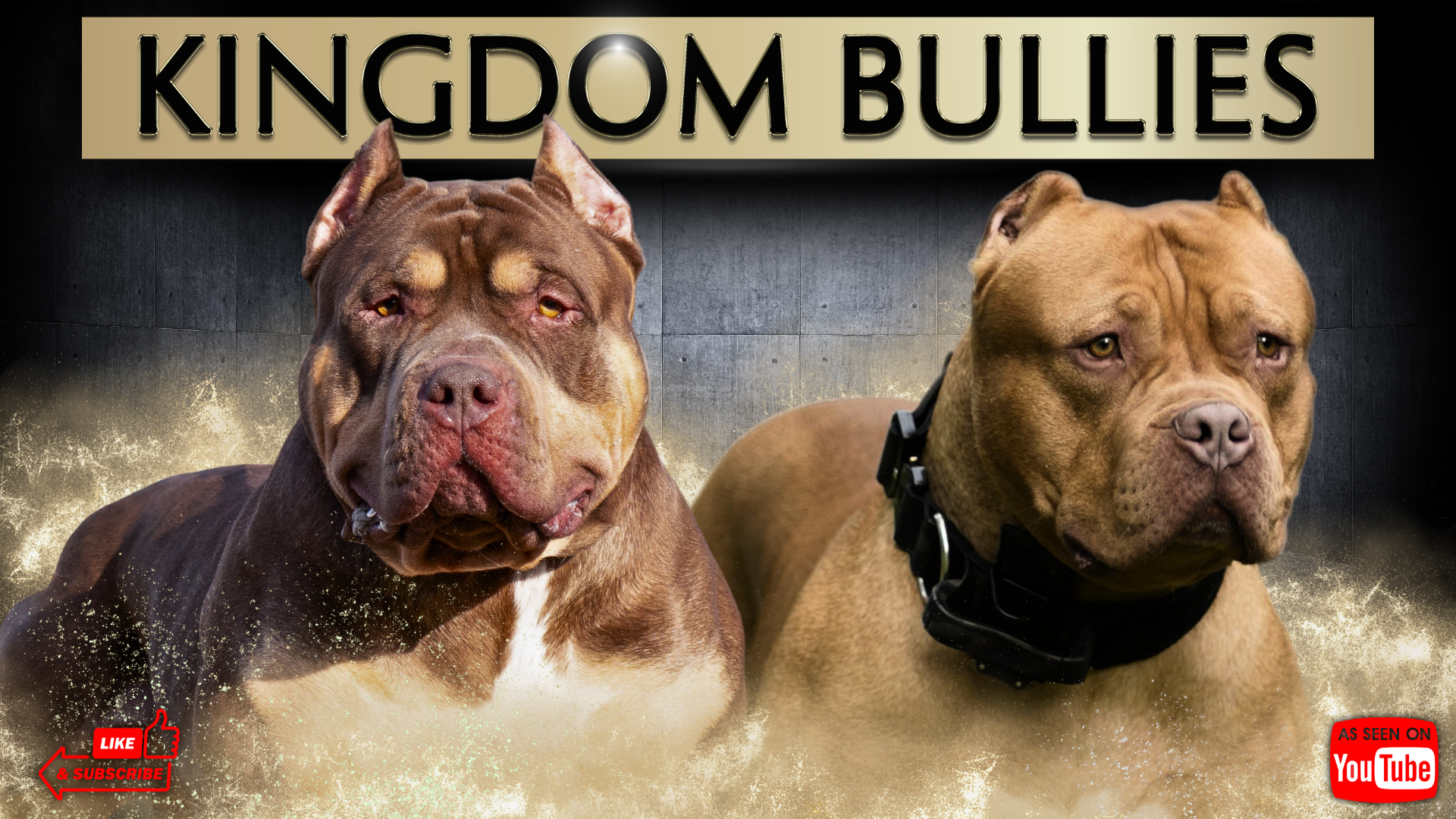 XL American Bully puppies for sale from Kingdom Bully Kennels, a premium breeder specializing in Merle, Lilac, and Tri-color Bullies with Bossy and MVP bloodlines.