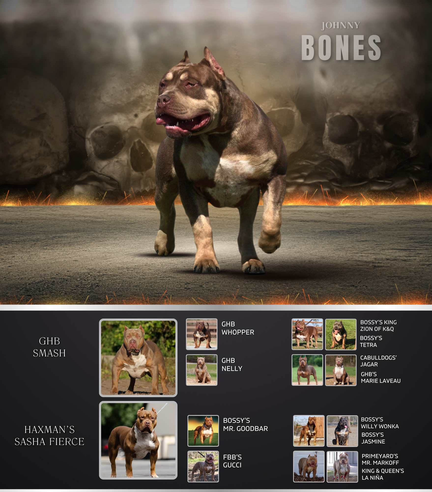 Bullybreedersuk Johnny bones chocolate tri ghb smash son from gatorhead bullies