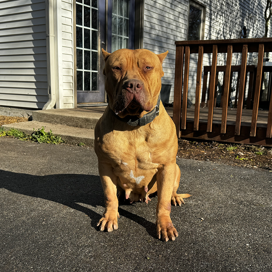 massive xxl bully puppies vietshark redlion bloodlines biggest bullies kai