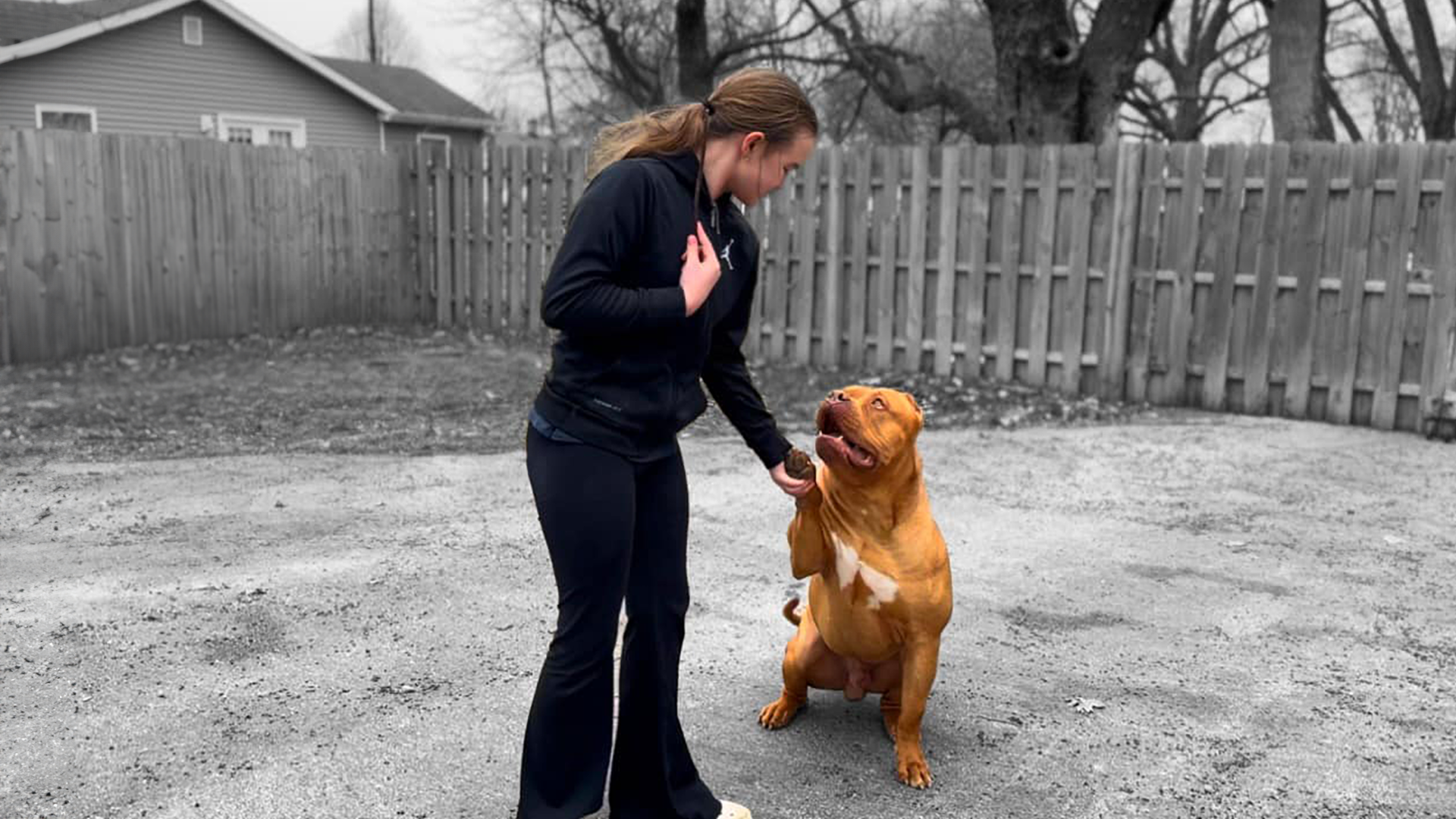 Read more about the article Basic Tips For Training Your XL Bully Puppy