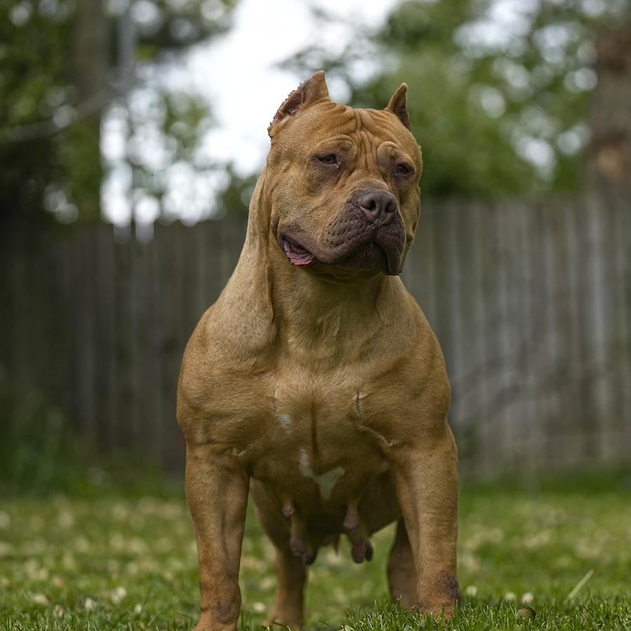 viet shark redlion kai a rednose xl bully with redlion xl bullies puppies for sale near me