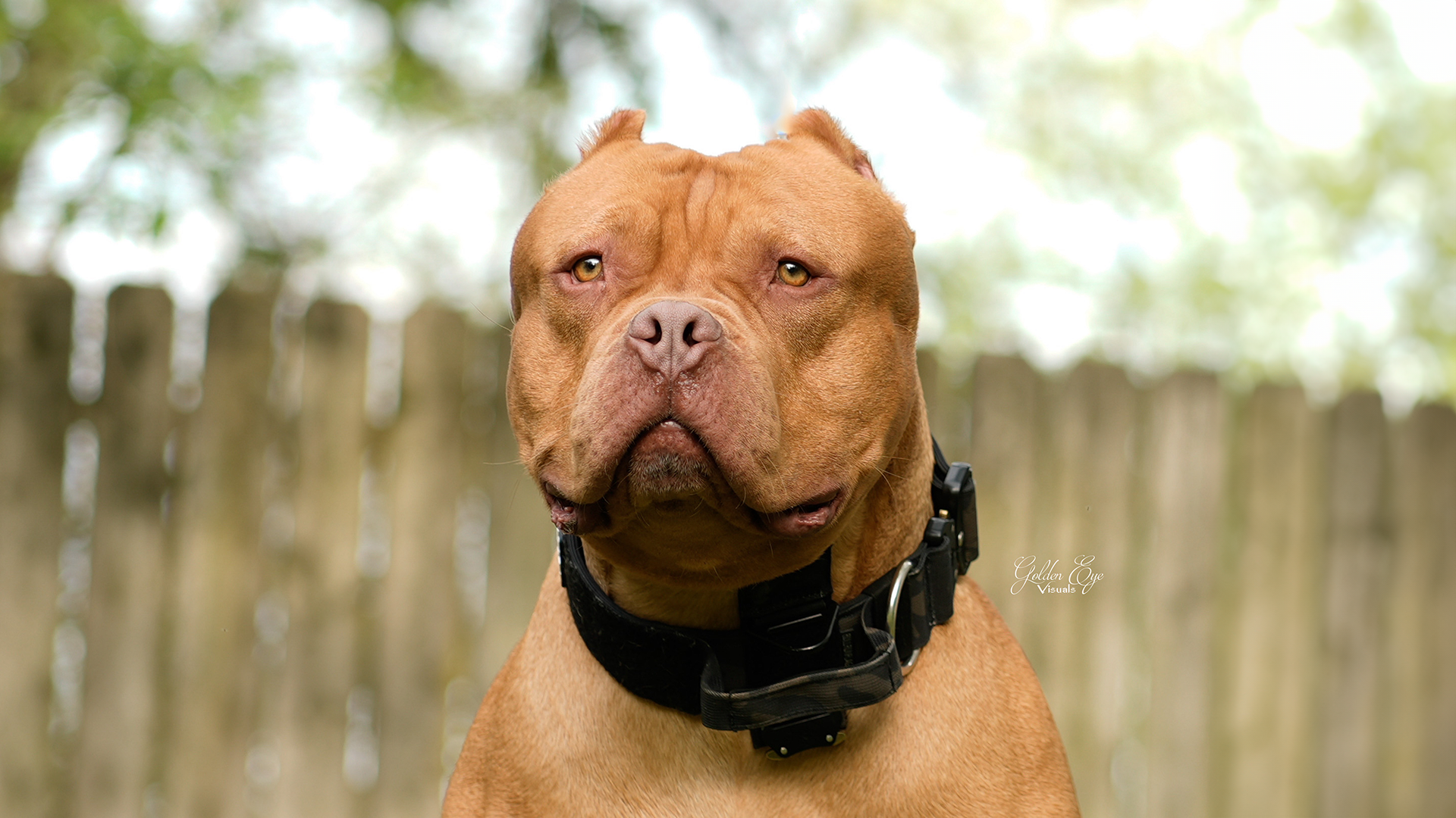 Read more about the article All About American Bully Ear Cropping