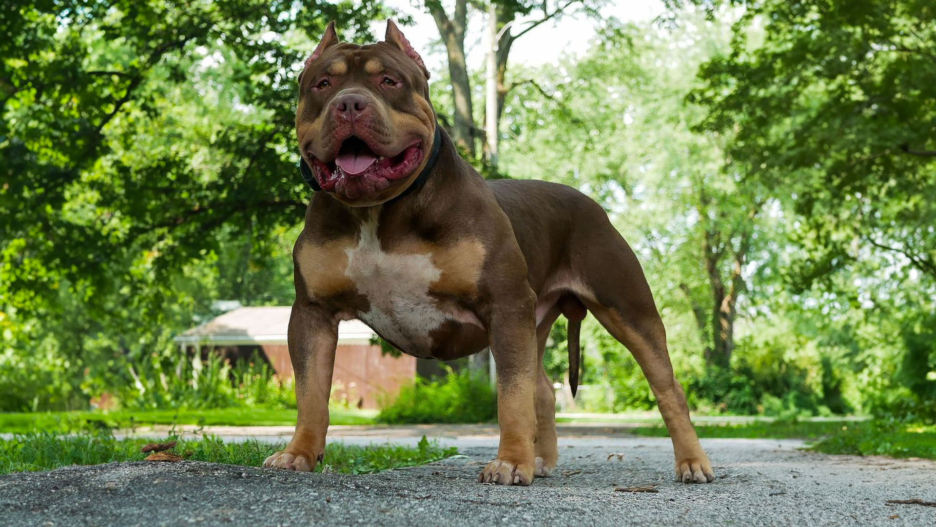 Knowing when your XL Bully stops growing for XL Bully breeders in IN