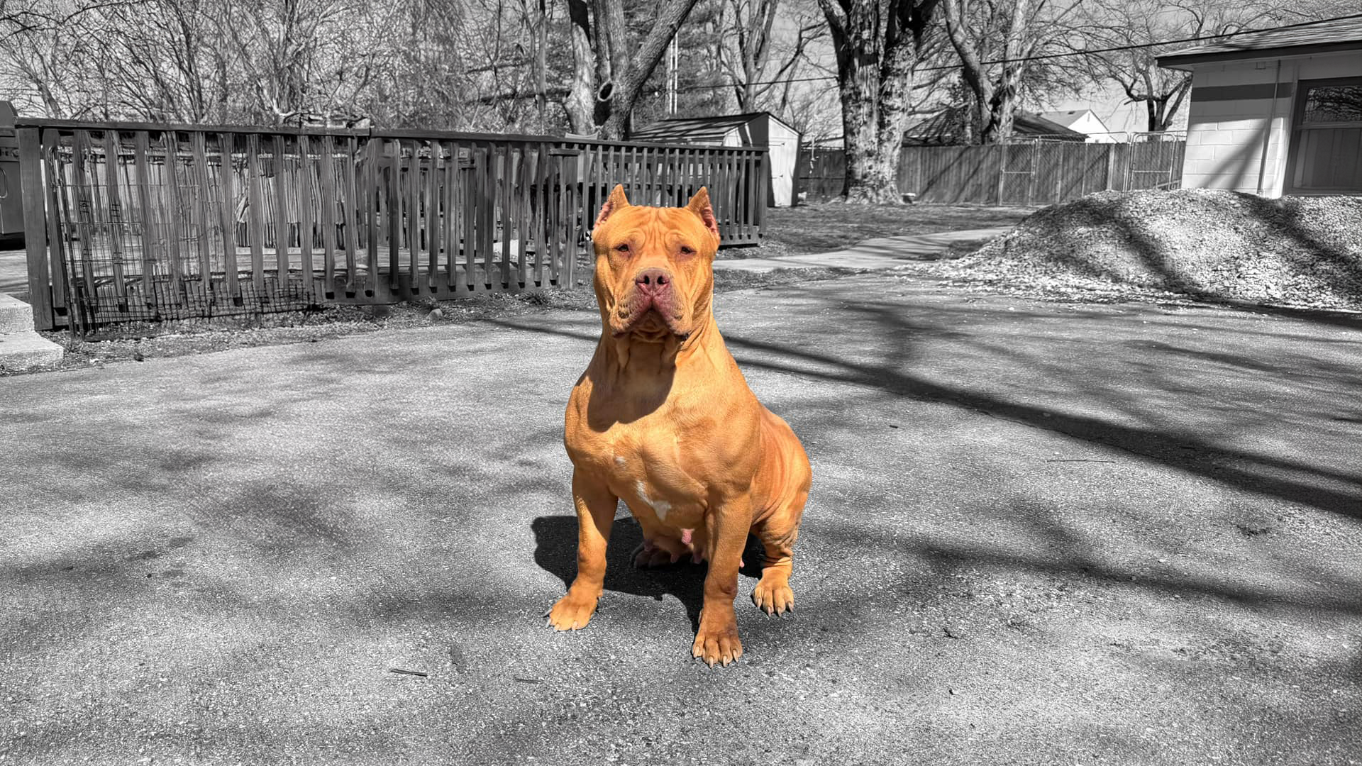 Read more about the article Pitbulls and American Bullies | Understanding the Differences Between The Two Breeds