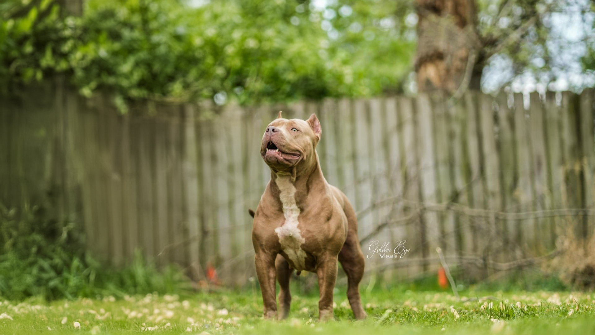pitbulls and american bullies are two seperate and distinct breeds