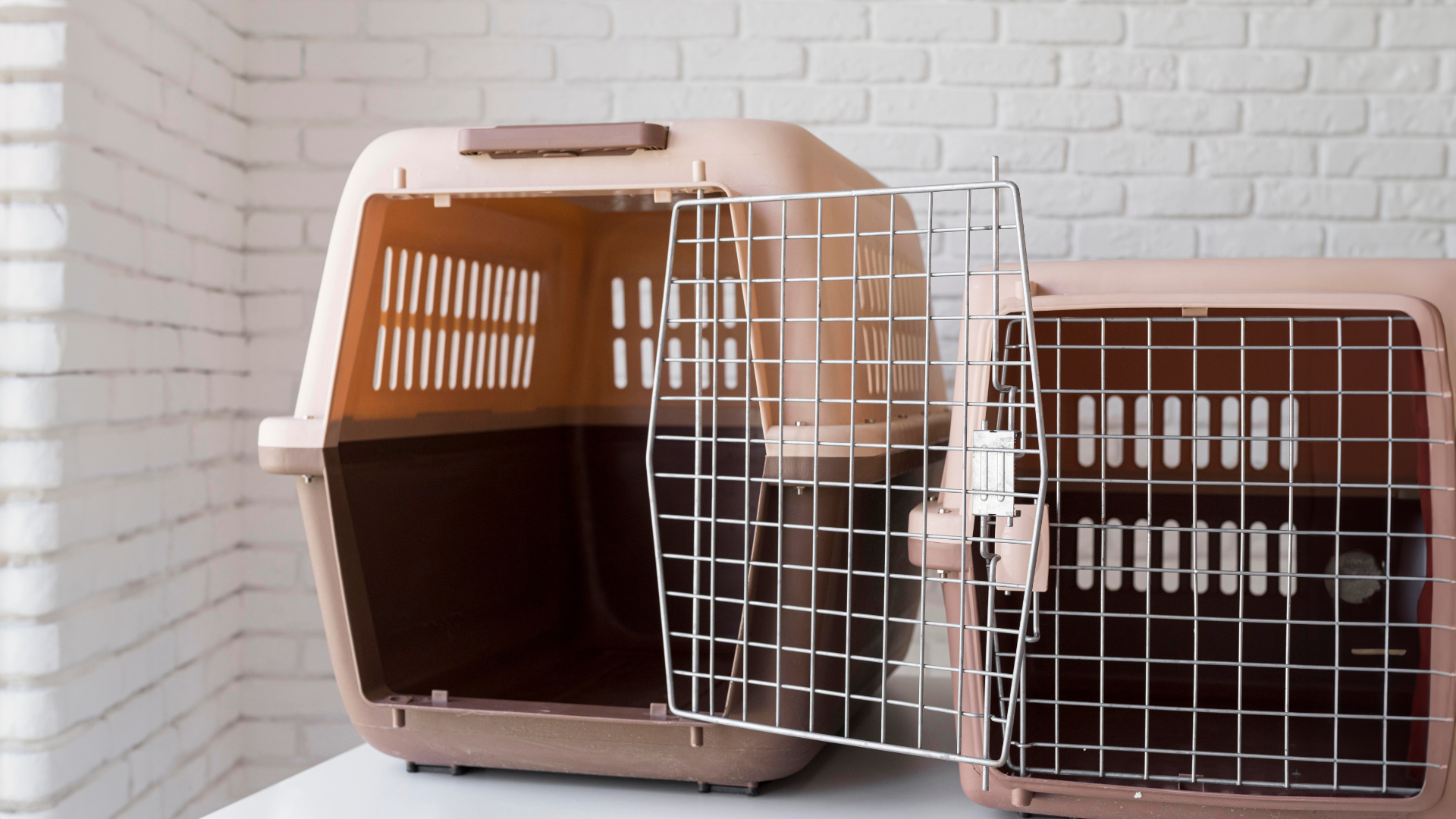 Read more about the article The Importance of Crate Training for XL Bullies