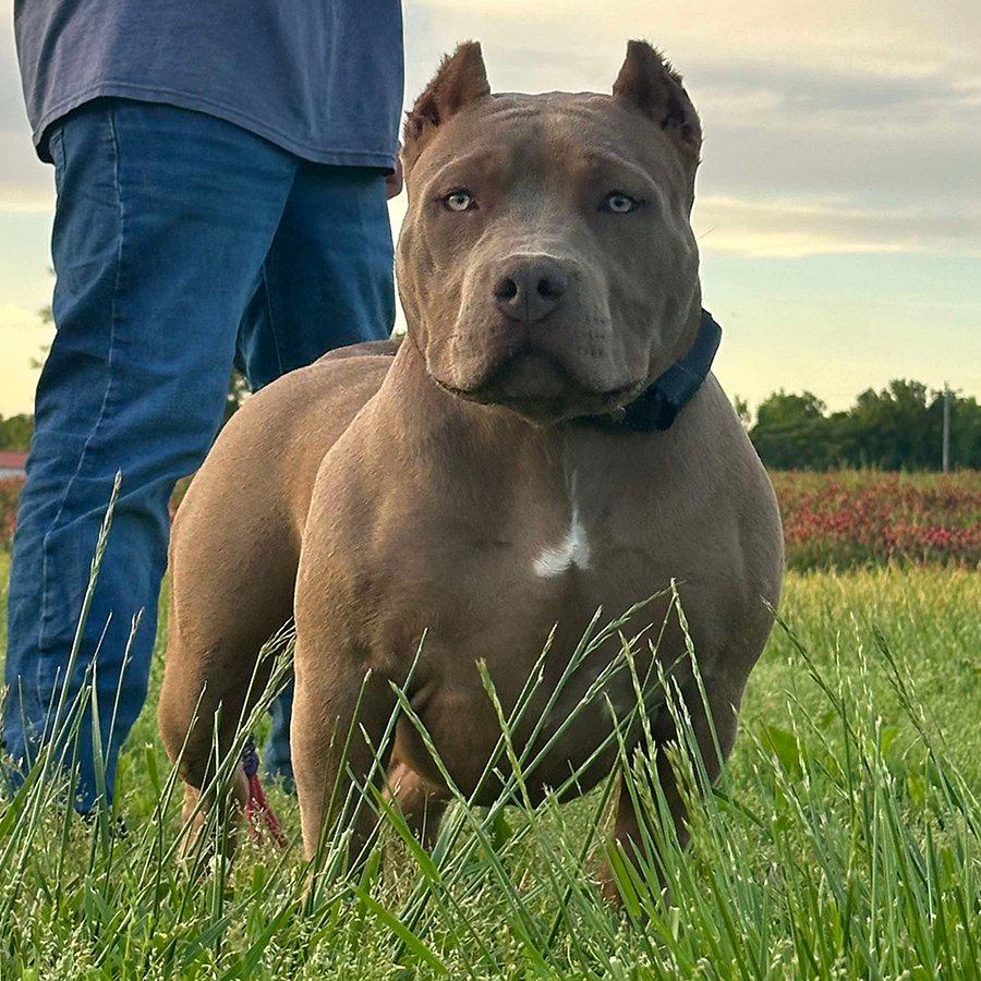 Juul cryptic merle Bossy's Jumanji daughter