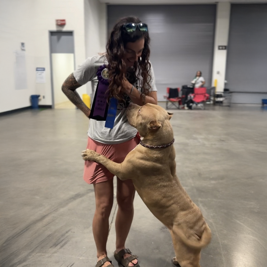 Show dog XL Bully female Kingdom Bullies Freya