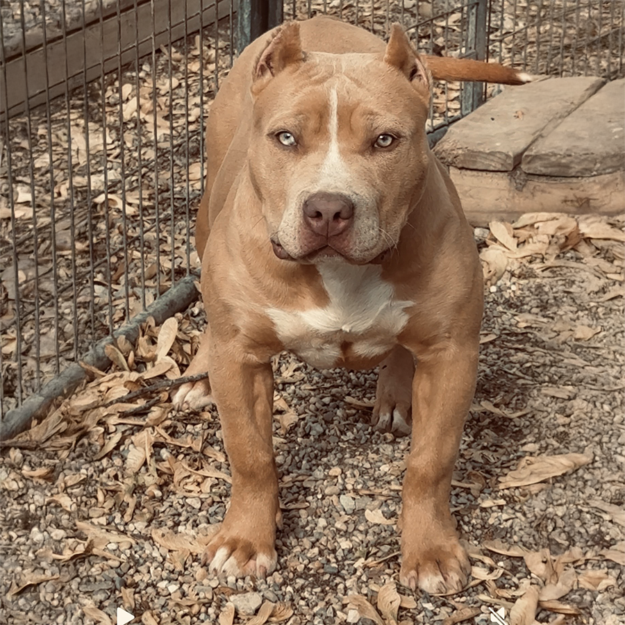 cryptic merle Bossy's Jumanji daughter