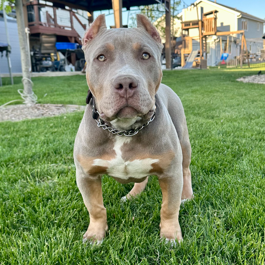 lilac tri XL American Bully puppies litters from an indiana Bully breeder