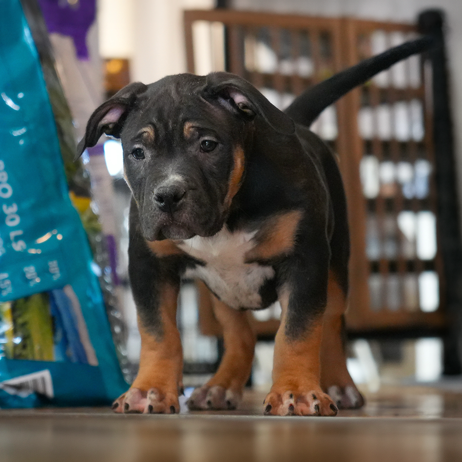 Indiana XL Bully breeders with tricolor puppies for sale near me cheap