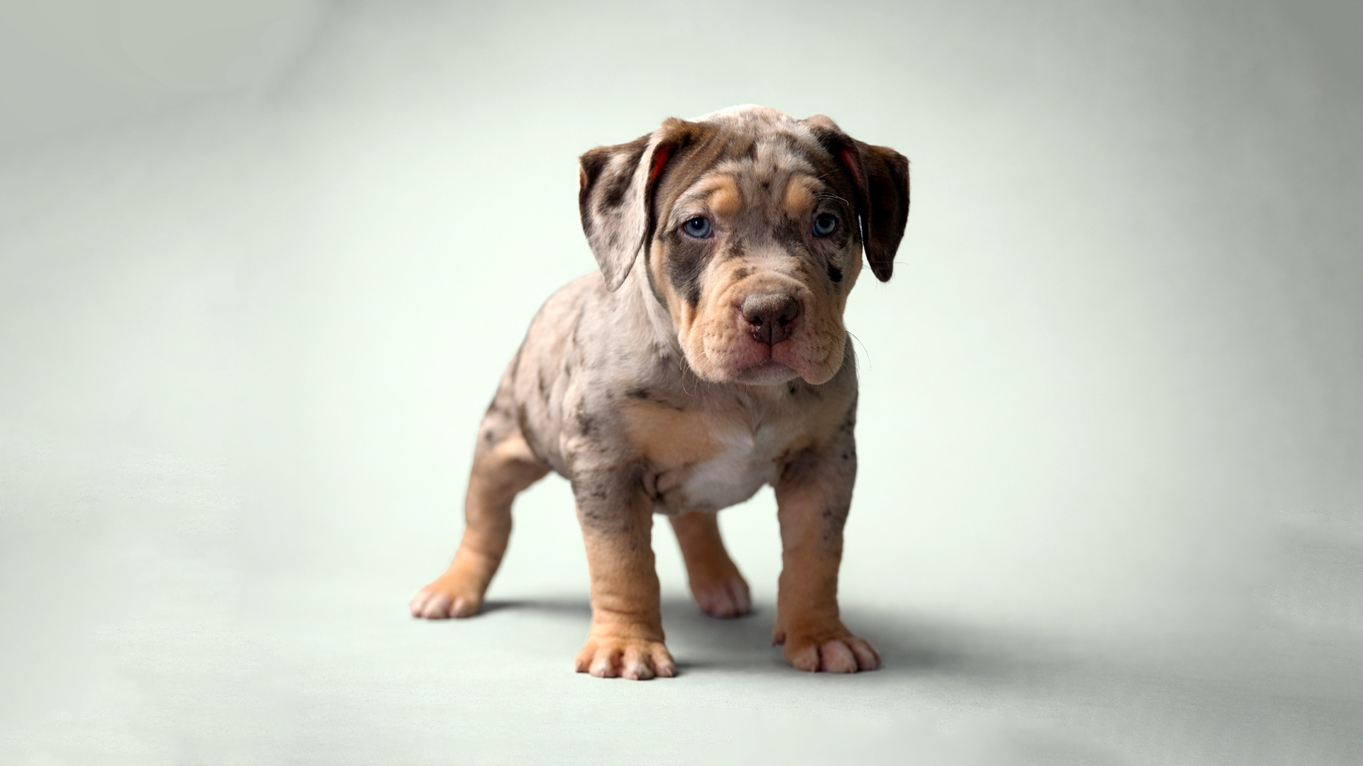 Heavy-Boned Chocolate Tri Merle XL American Bully Puppy Merle XL American Bully puppy with blue eyes standing confidently, showcasing the heavy bone structure and premium genetics of Kingdom Bully Kennels, an XL American Bully breeder.