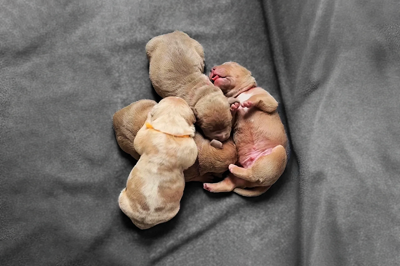 Newborn Champagne and Lilac Merle and Tri XL American Bully Puppies Newborn champagne and merle XL American Bully puppies sleeping together, showcasing thick frames and the heavy bone produced by Kingdom Bully Kennels.