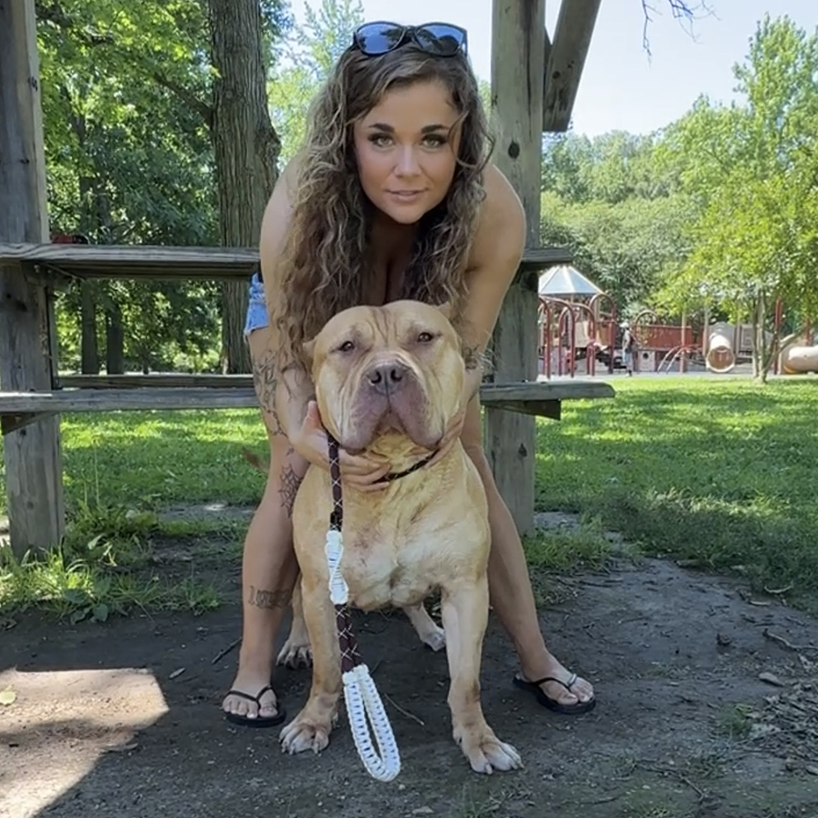 Redlion Pitbull and Bossy Kennels Bully bloodline XL American Bully for sale near me Indiana