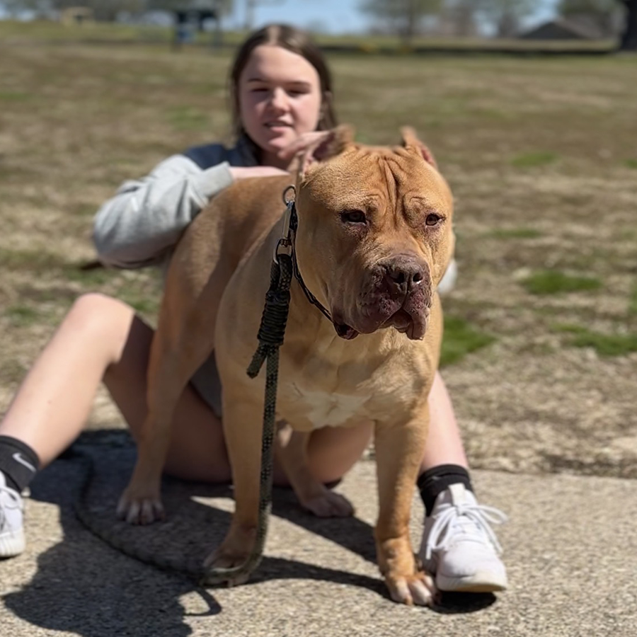 XXL Rednose Pits Redlion bloodline for sale near me indiana